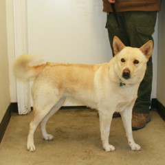 Adoptable Pets in Ely, NV 