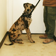 Adoptable Pets in Ely, NV