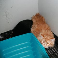 Adoptable Pets in Ely, NV