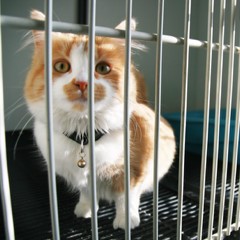 Adoptable Pets in Ely, NV