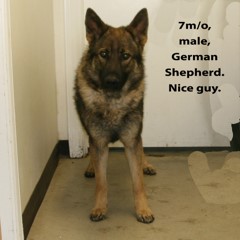 Adoptable pets in Ely, NV