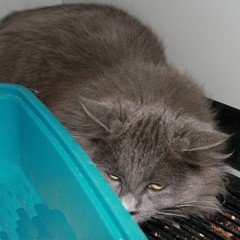 Adoptable Pets in Ely, NV