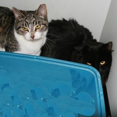 Adoptable Pets in Ely, NV