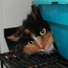 Adoptable Pets in Ely, NV