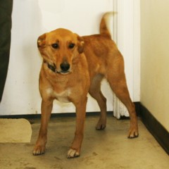 Adoptable Pets in Ely, NV