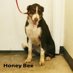 Adoptable Pets in Ely, NV