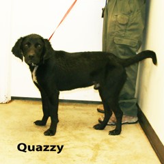 Adoptable Pets in Ely, NV