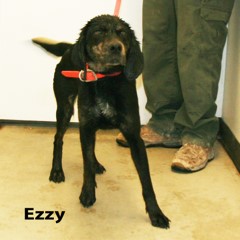Adoptable Pets in Ely, NV