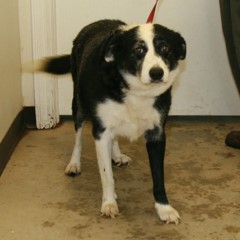 Adoptable Pets in Ely, NV