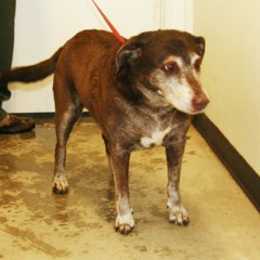 Adoptable Pets in Ely, NV