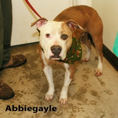 Adoptable Pets in Ely, NV